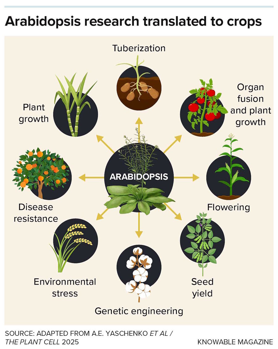 Click to enlarge Arabidopsis research plant botony genetics