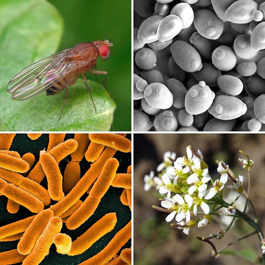 Click to enlarge model organisms genetics fruit fly, yeast, Arabidopsis and E. coli.