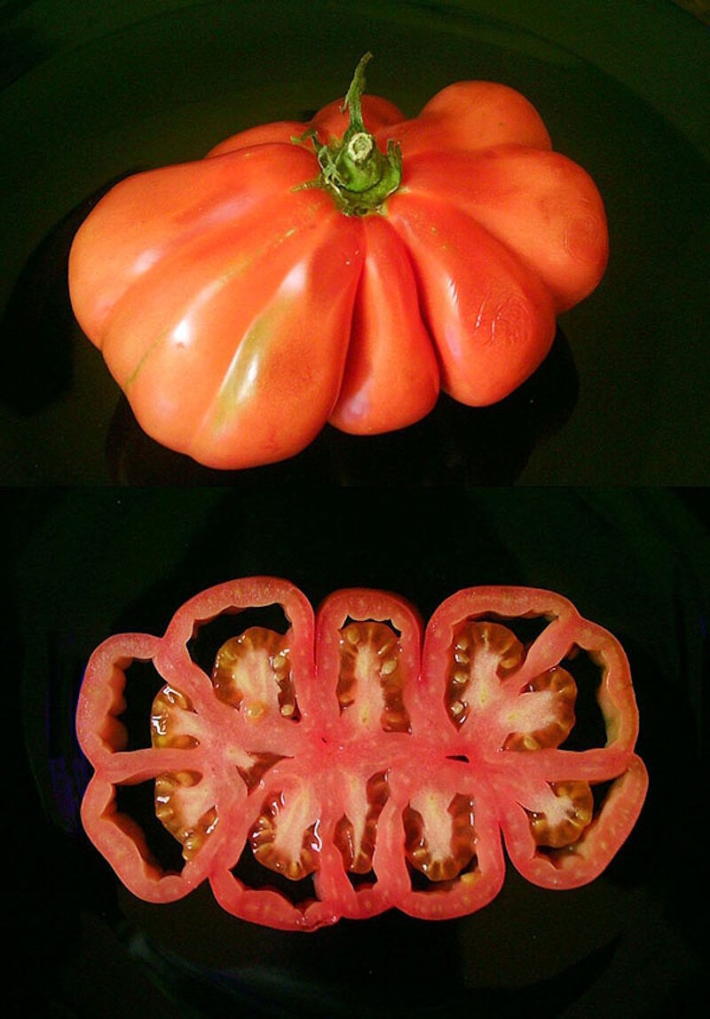 Click to enlarge beefsteak tomato cross-section
