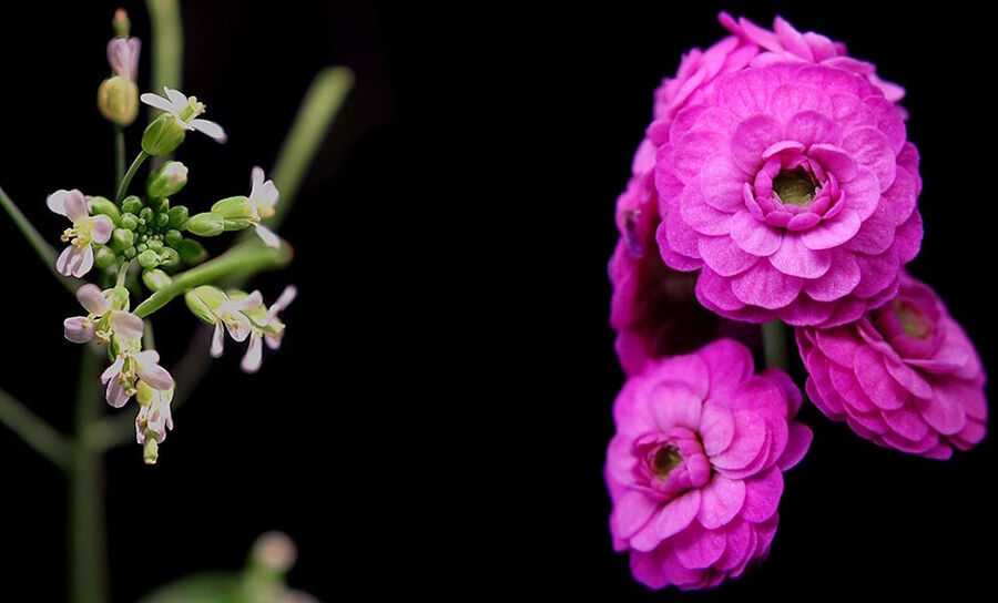 Click to enlarge Arabidopsis mutated flower forms genetics