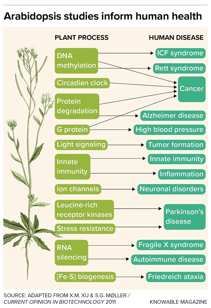 Click to enlarge Arabidopsis research influence human genetic research