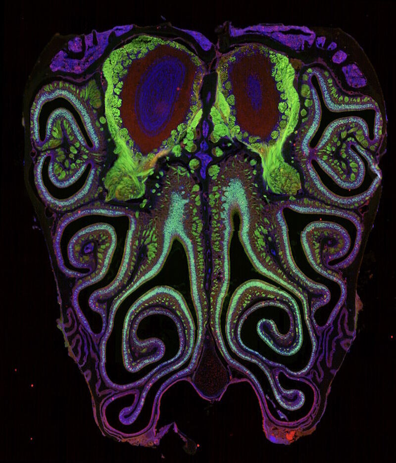 Click to enlarge smell mouse nose olfactory nerves map