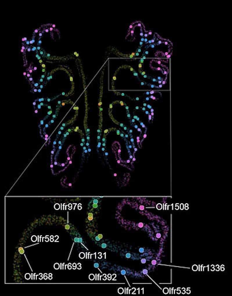 Click to enlarge map moue nose olfactory nerves