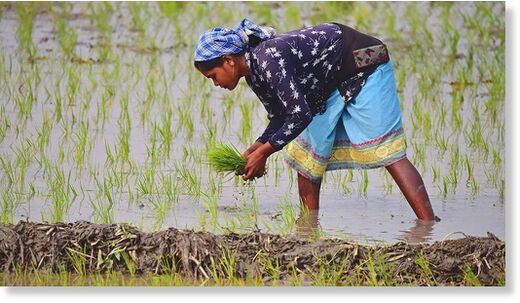 rice farmer