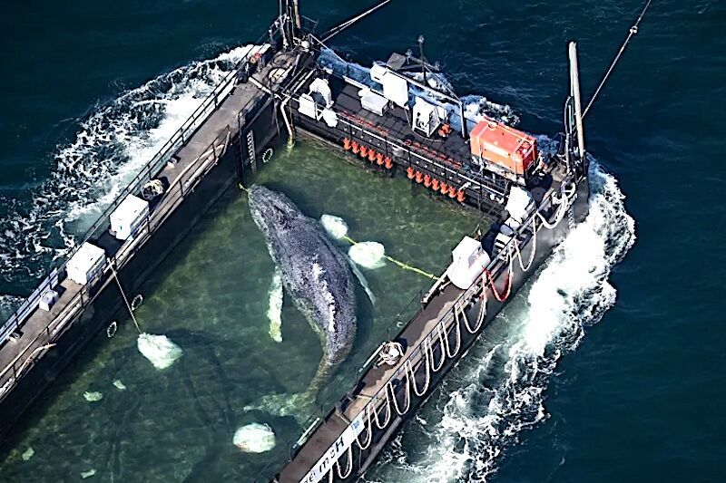 rescued whale