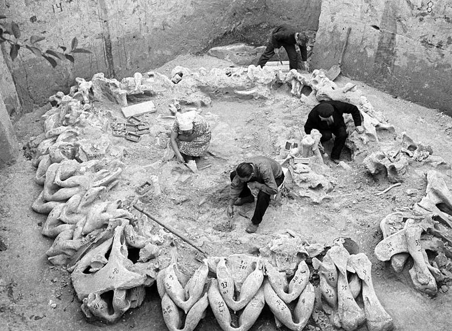mammoth bone hut excavation ukraine