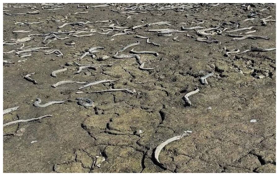 Click to enlarge Dead Eels