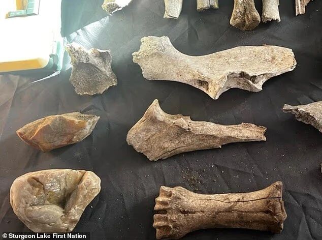 Click to enlarge remains of an extinct buffalo