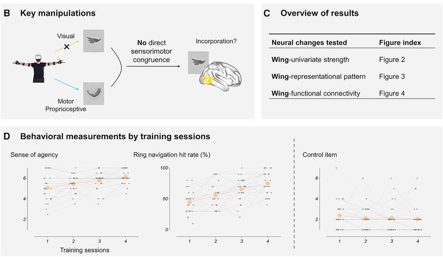 Click to enlarge brain plasticity study virtual reality wings flying