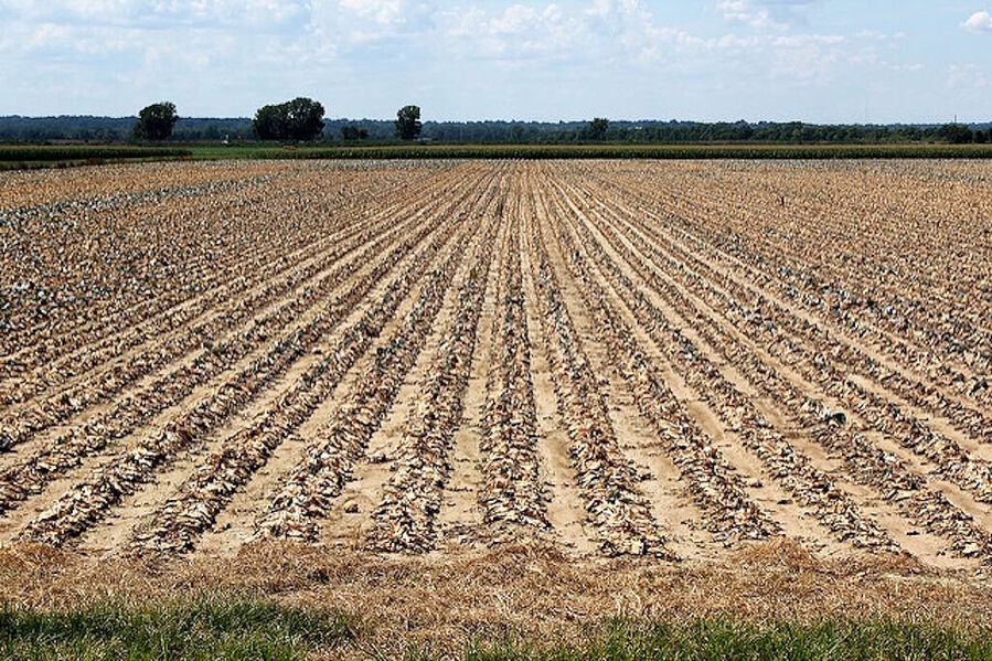drought farm field crop dead