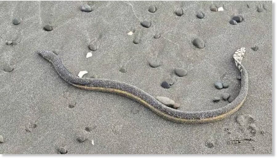 A yellow-bellied sea snake on Hōkawai Beach near Ōpōtiki.