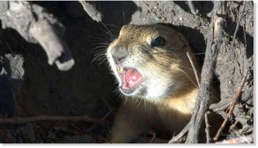 Scientists say pocket gophers helped rebuild microbial life and plant growth after the Mount St. Helens eruption.