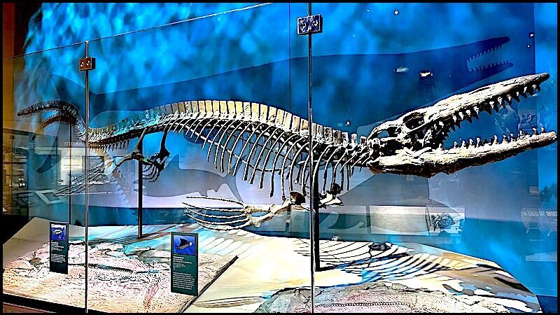 Tylosaurus skeleton