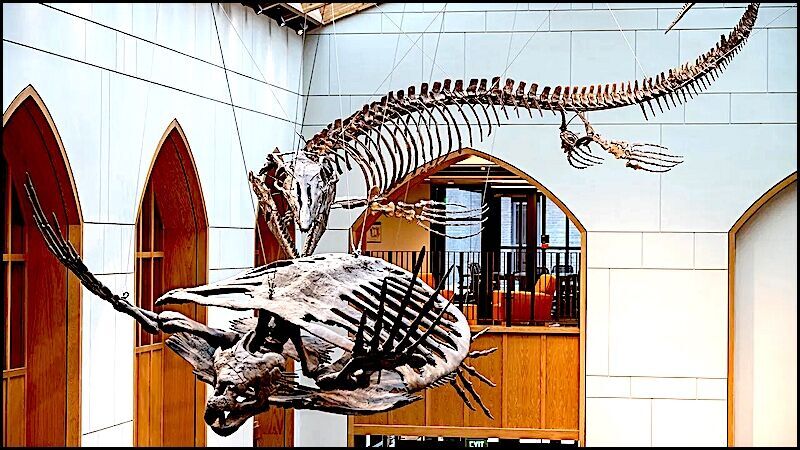 Sofie specimen