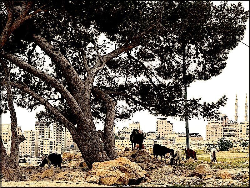 City and critters
