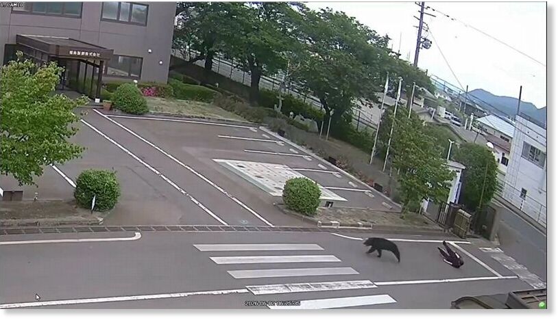 A videograb shows a bear running after a person on the premises of Fukushima Steel Works in Japan.