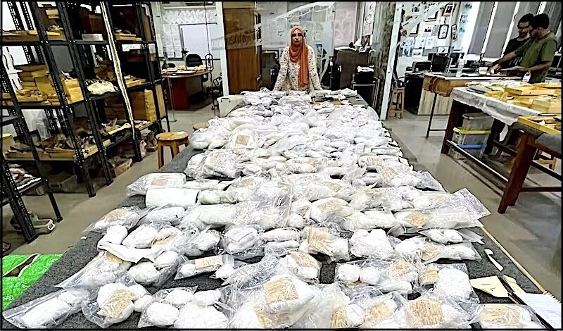 fossil collection