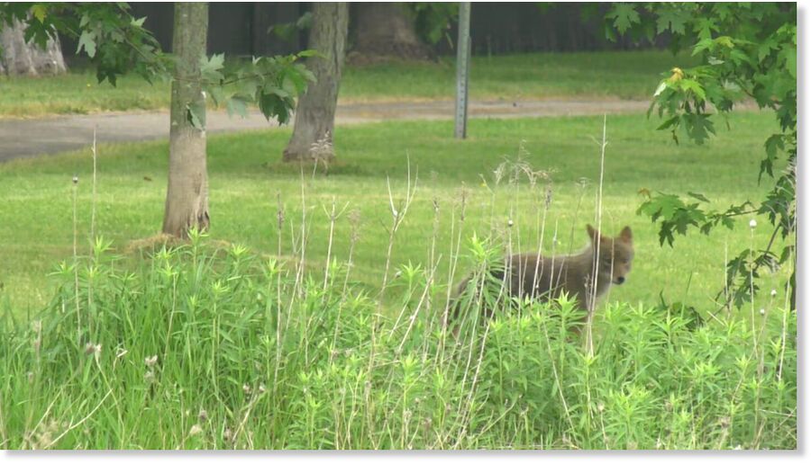 Click to enlarge CTV's Kimberley Johnson spotted several coyotes at Lalande Conservation Park on Saturday, June 6, 2026.
