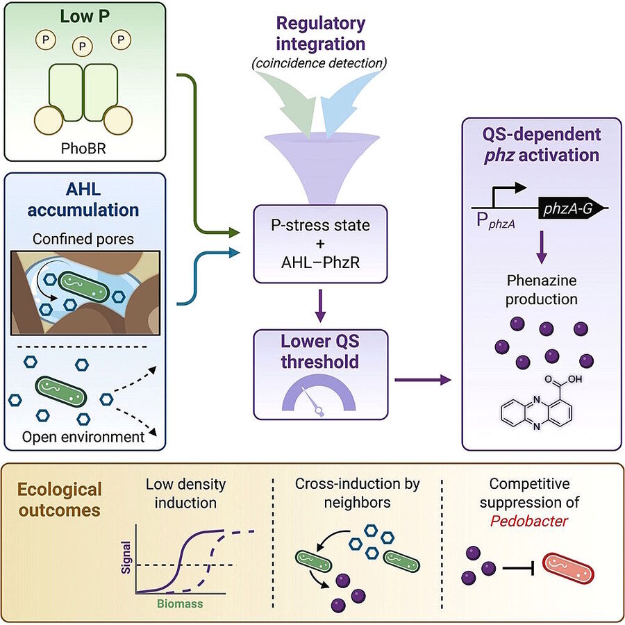 Click to enlarge bacteria sense soil nutrients