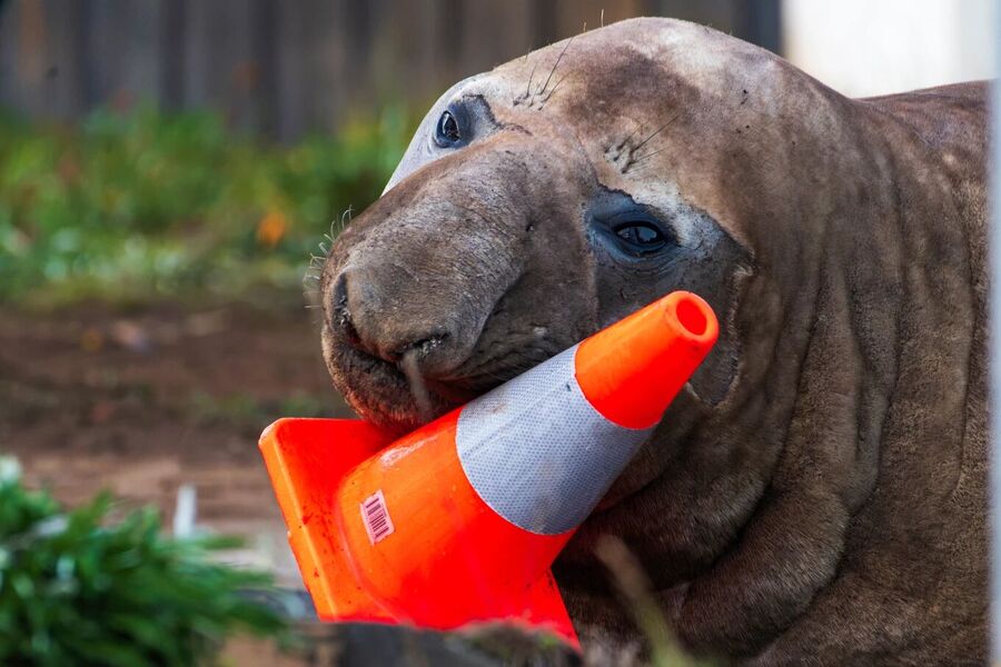 Click to enlarge neil the seal tasmania