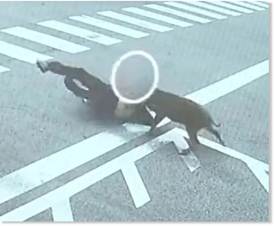 Click to enlarge Moment out-of-control boar knocks factory worker off his feet after wild chase - before sinking its teeth into two men