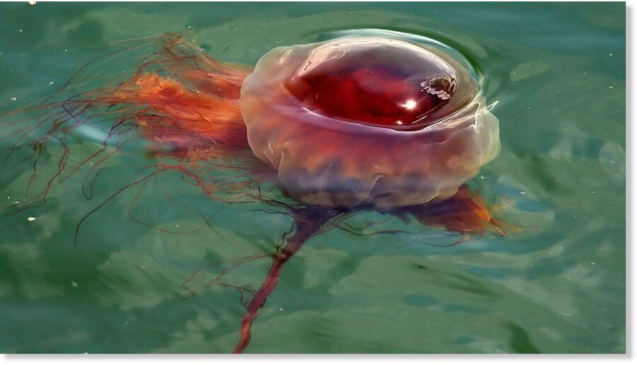 Click to enlarge A foot-wide Lion's Mane jellyfish floats in the water of Scituate Harbor as it passed in the current of high tide at Veteran's Memorial Bridge in Scituate, MA.