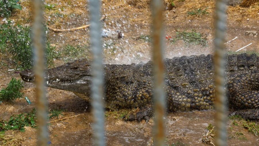 Click to enlarge Crocodile