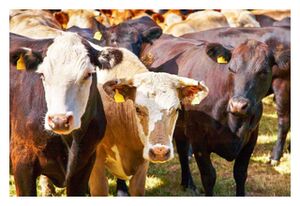 Click to enlarge Cattle