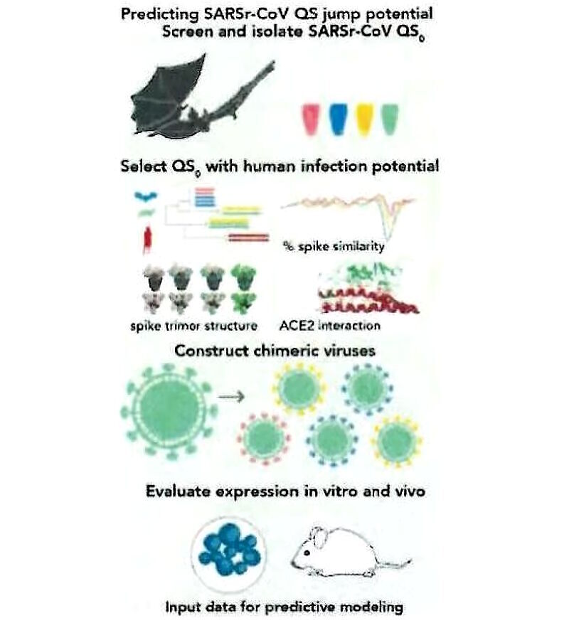 sars virus vectors development chimeric viruses Daszak