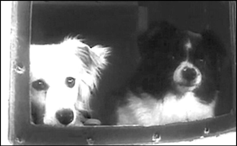 Dezik and Tsygan dogs