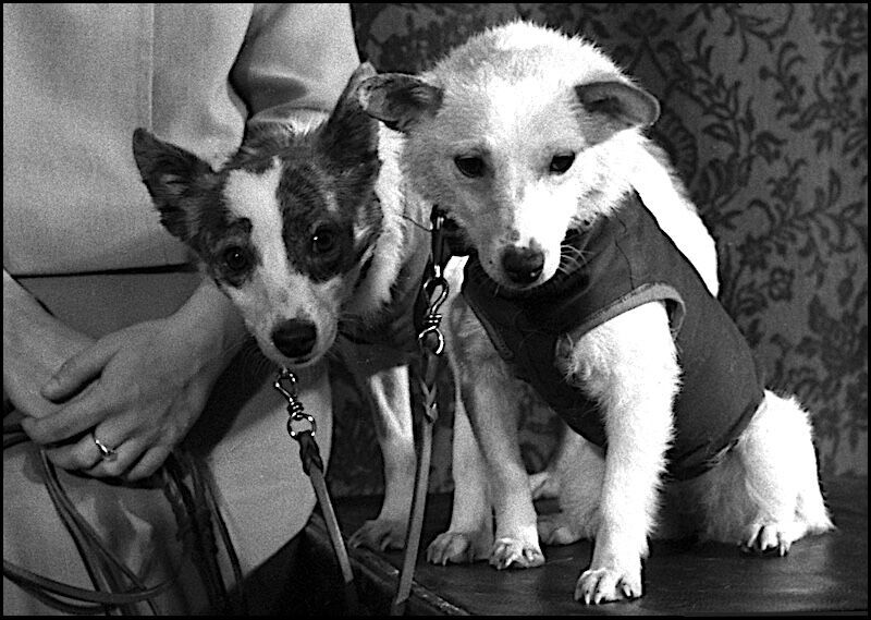 Belka and Strelka dogs