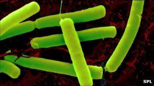 clostridium