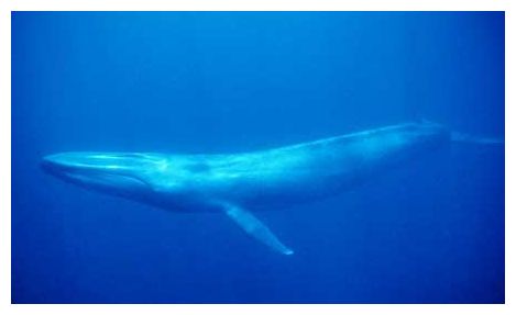 Click to enlarge Sperm Whale