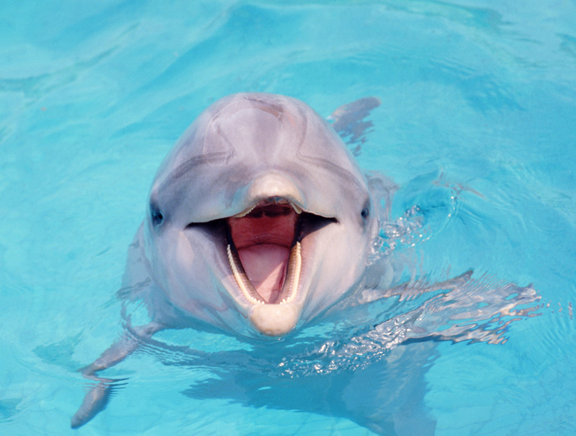 Click to enlarge Dolphin