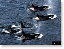 Offshore orcas