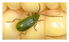 western corn rootworm