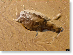 oil, turtle