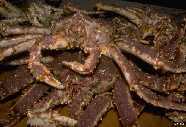 King Crab