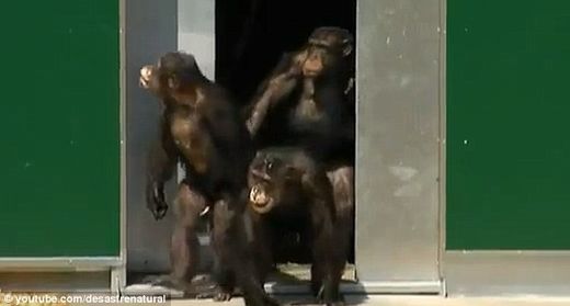 Surreal: Three chimpanzees step out into the daylight for the first time in 30 years