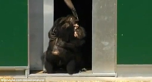 Click to enlarge Overjoyed: The apes embrace in a hug and smile before venturing out onto the grass together