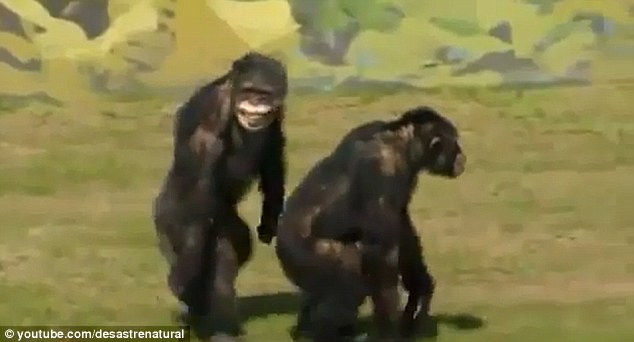 Click to enlarge Free at last! A chimp grins widely as he explores grassy terrain after decades in captivity