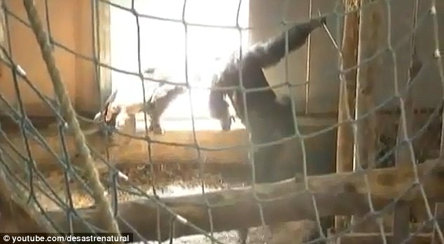 Click to enlarge Is it safe? A chimpanzee tentatively waits inside after a door is opened to his freedom