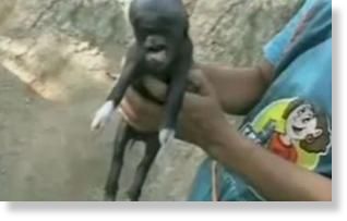 Pig Human Head