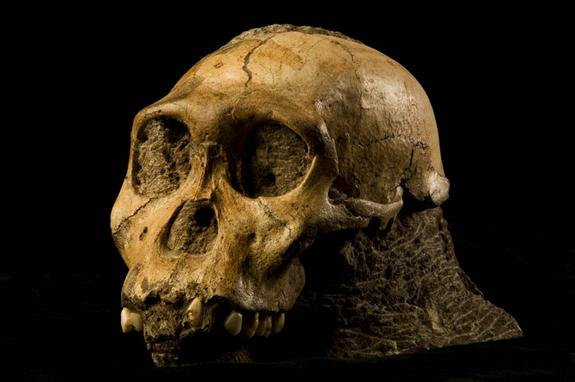 Early Human