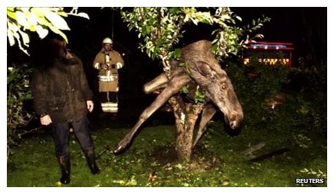 drunk elk