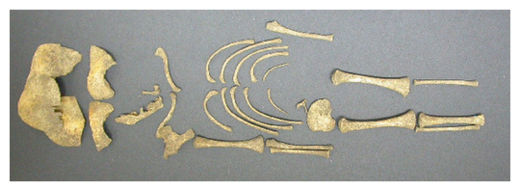 Click to enlarge Infant Skeleton