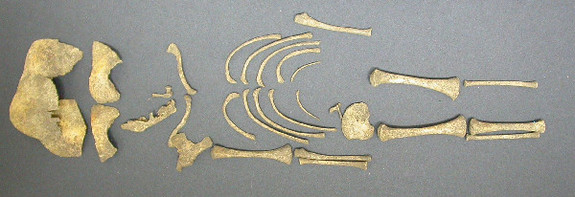 Infant Skeleton