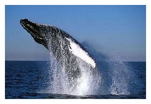 Whale Migration