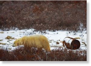 Click to enlarge polar bear