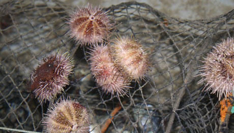Click to enlarge Sea urchins